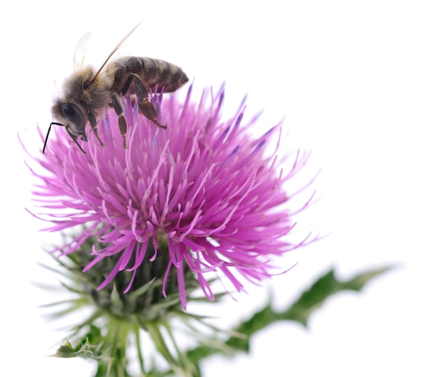 Honey bee on pink flower