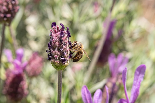 Медоносная пчела опыляет цветки лаванды Распад растений с насекомыми солнечная лаванда