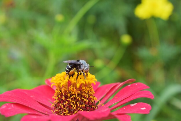 Photo honey bee pollinating on flower