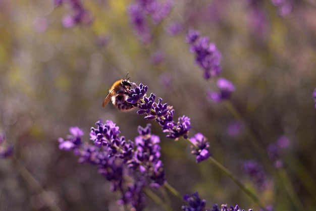ミツバチがラベンダの花に授粉する