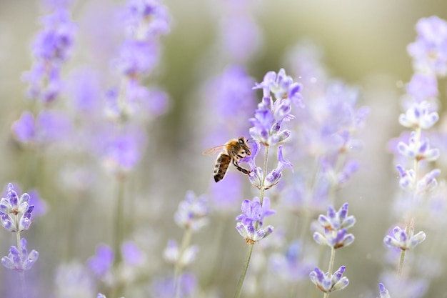 Honey bee pollinating lavender flowers Plant decay with insects background of lavender flowers