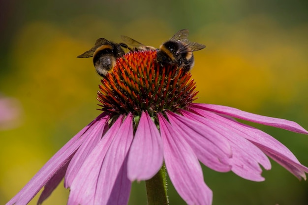 Photo honey bee pollinating on purple flower