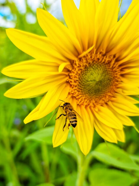 Honey bee pollinating sunflower plant in summer selective focus