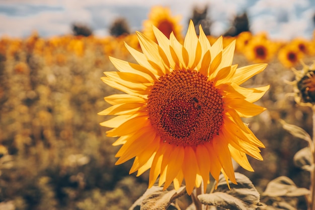 Honey Bee pollinating sunflower Sunflower field in background Selective focus