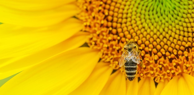 Honey bee polllinating sunflower plant banner photo