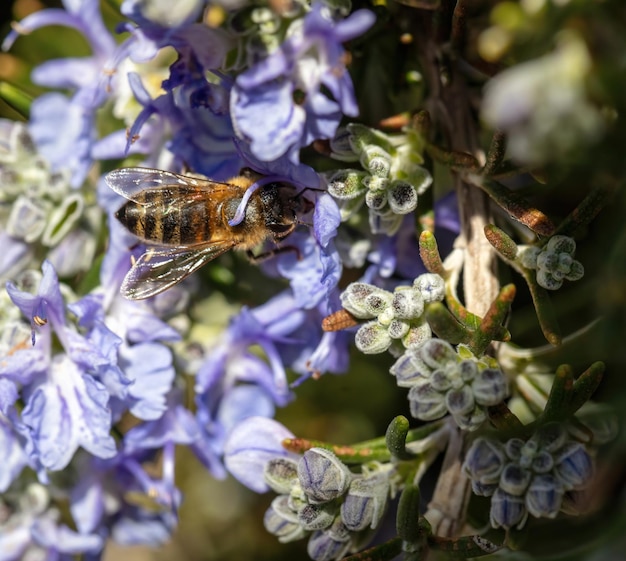 Honey bee on rosemary flower Honeybee collect nectar from blue purple blossom close up view