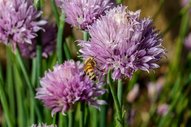 Honey bee sitting on a flower looking for pollen