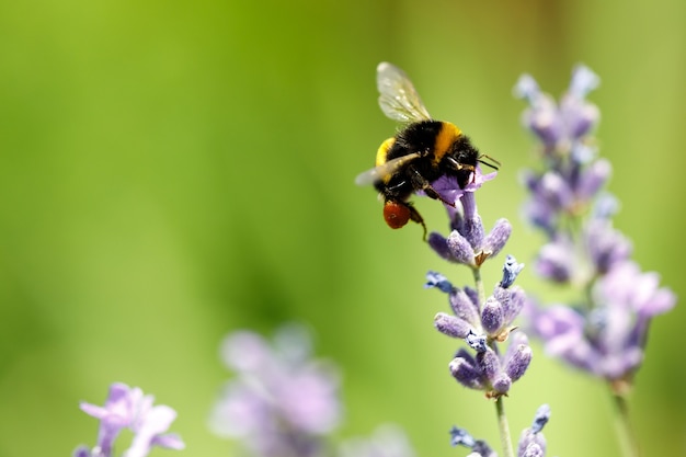 Ape del miele che si siede sul fiore viola della lavanda