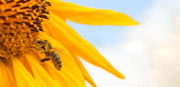 Honey bee on a sunflower flower closeup selective focus