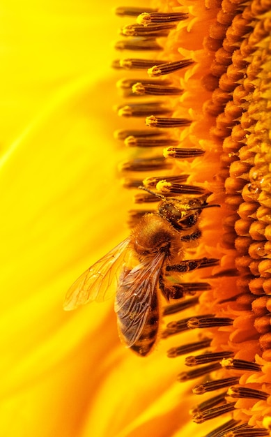 Ape del miele su un fuoco selettivo del primo piano del fiore del girasole