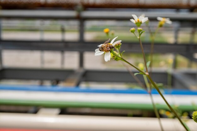 Honey bee take nectar on the meadow flower when day time