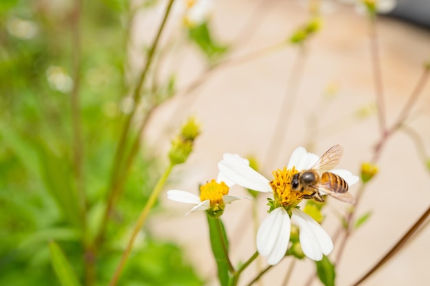 Honey bee take nectar on the meadow flower when day time