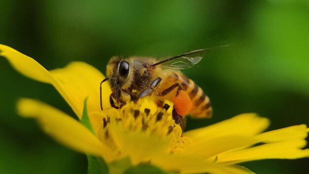 Honey bee take a pollen in the flowers