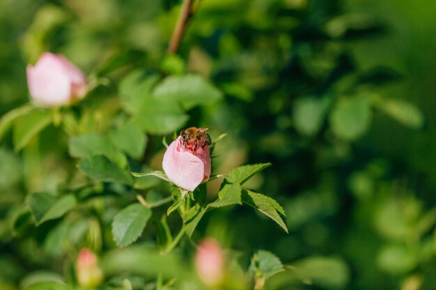 Honey bee on an unopened rose flower