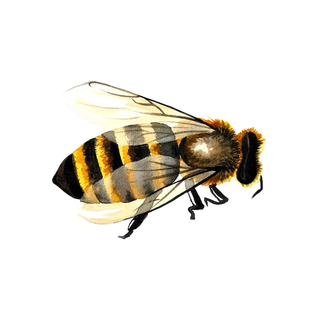 Honey bee. Watercolor illustration.