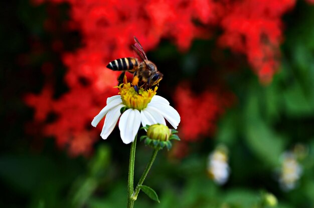 Photo honey bee on white flower