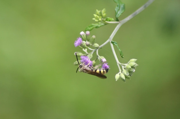 写真 cyanthilliumを含むミツバチは、ショウジョウハチの熱帯植物の属です