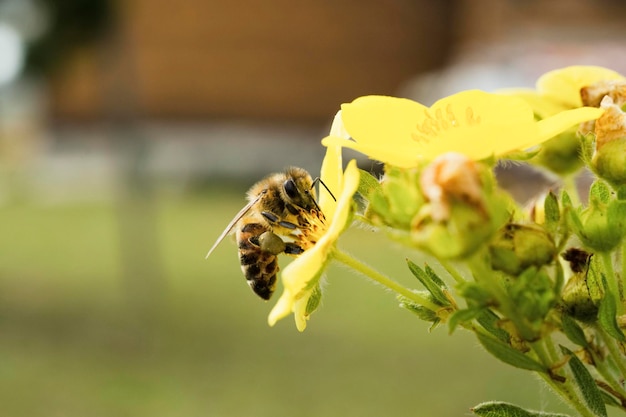 Honey bee on a yellow flower