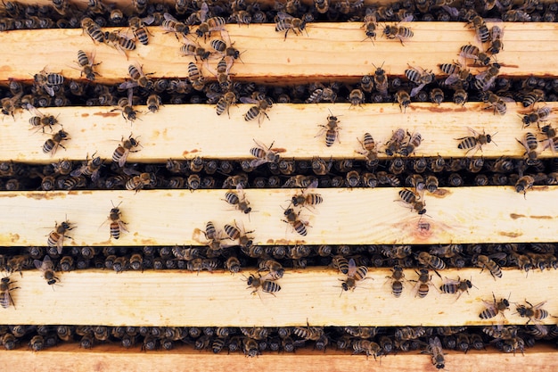 Honey Bees in Apiary