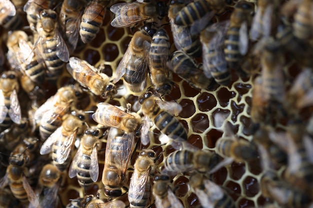 Медоносные пчелы в улье на сотах, пчеловодный рой в концепции улья