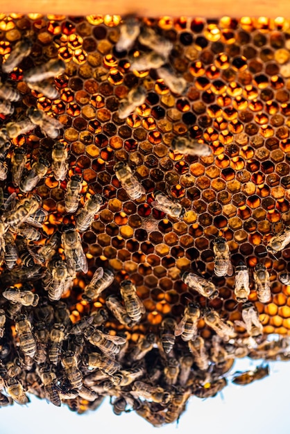 Honey bees in a beehive with honey visible larvae and queen bee