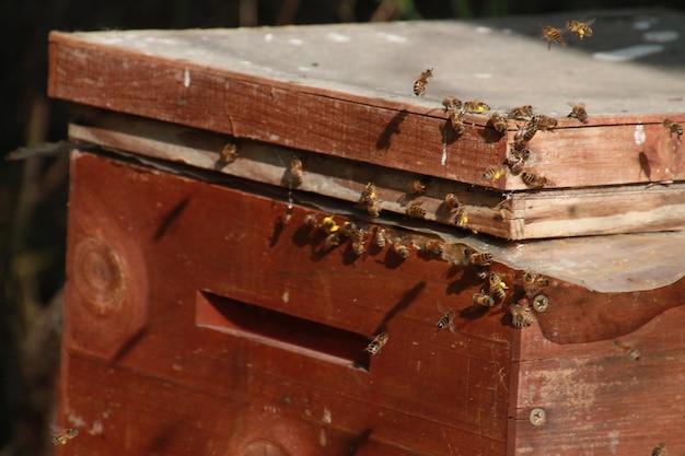 Honey bees on beehive