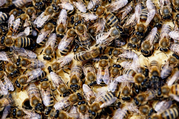 Honey Bees Closeup