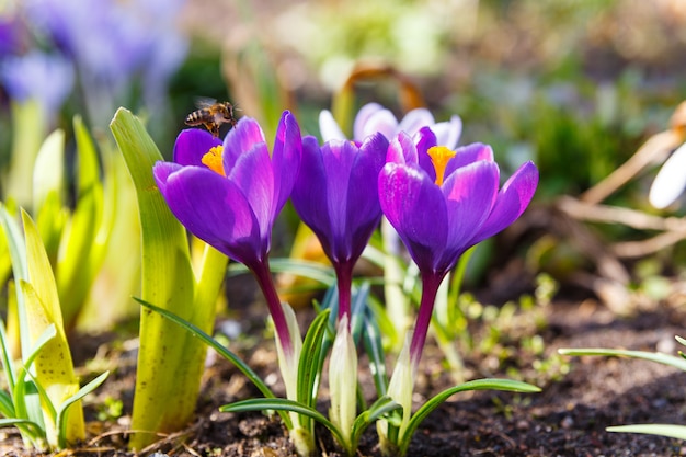 Honey bees collecting pollen