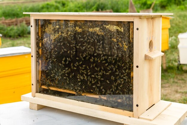 Honey bees honey bee hive with comb honey and wax in a display behind glass