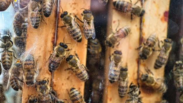 Honey bees at work in the hive Detailed macro shot of insects Bees collect pollen