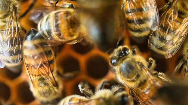 Honey bees at work in the hive Detailed macro shot of insects Bees collect pollen