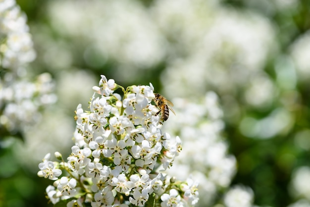 Photo honey bees