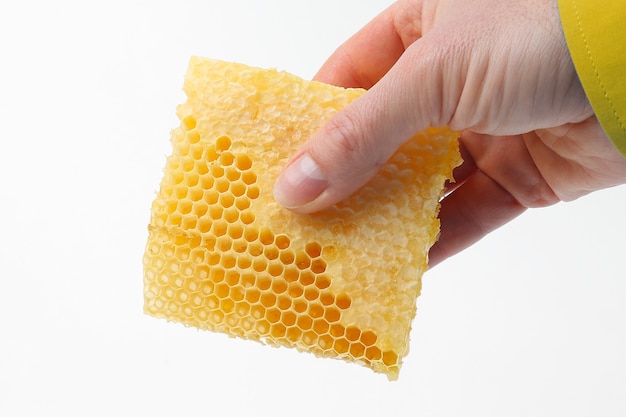 Honey comb in the hand on white