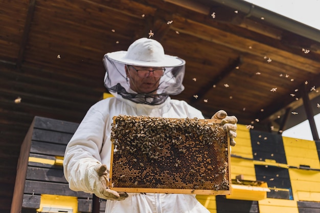 Honey farmer standing in front of beehives holding a hive frame