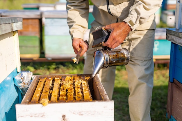 Honey farming wooden honeycombs Beekeeping professional apiary beehives