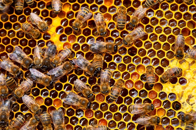 Honey frame with bees and packaged honey