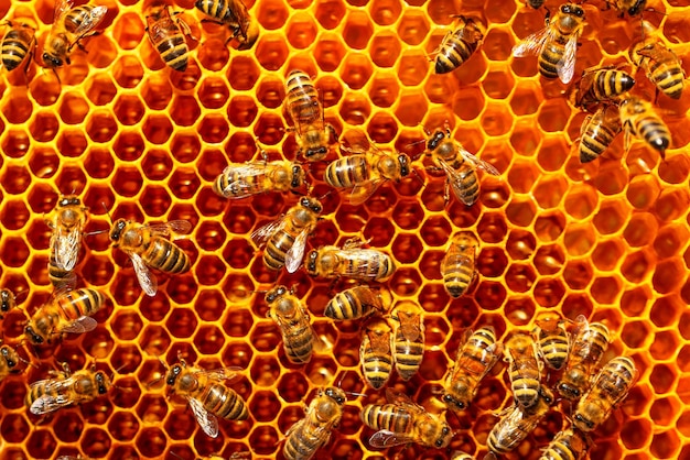 Honey frame with sealed and sealed honey Texture