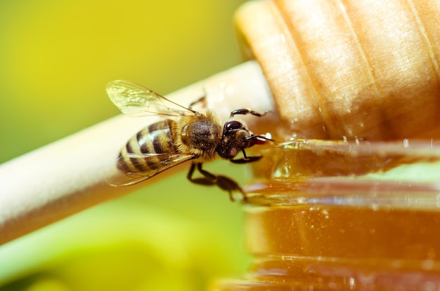 Honey in glass jar with bee flying