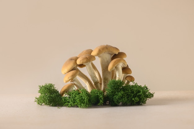 Honey mushrooms in forest concept pick mushrooms