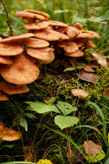 Honey mushrooms grow in moss in forest close up