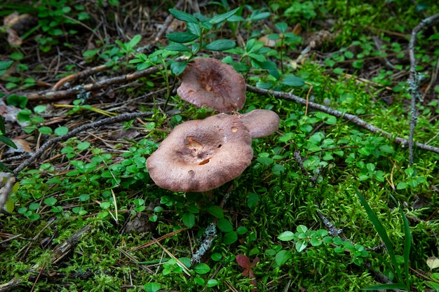 写真 秋の森の切り株に生えているナラタケ