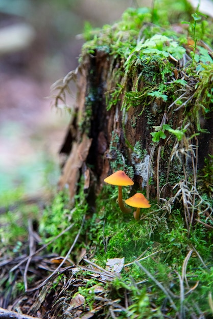 Honey mushrooms growing on a stump in the autumn forest