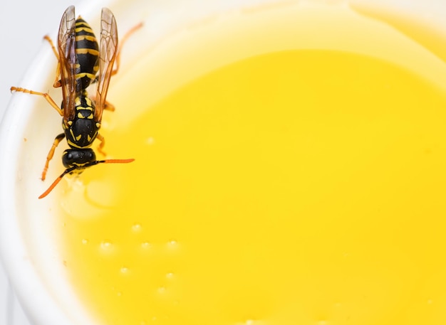 Honey producing. Natural honey and bee close up. Bee or wasp on cup of honey white background. Sweet natural nectar. Healthy food and lifestyle concept. Natural and organic product. Natural sweetener.