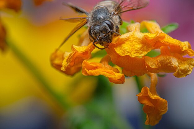 Honey's delight in detail a visual celebration an upclose exploration of bee's elixir