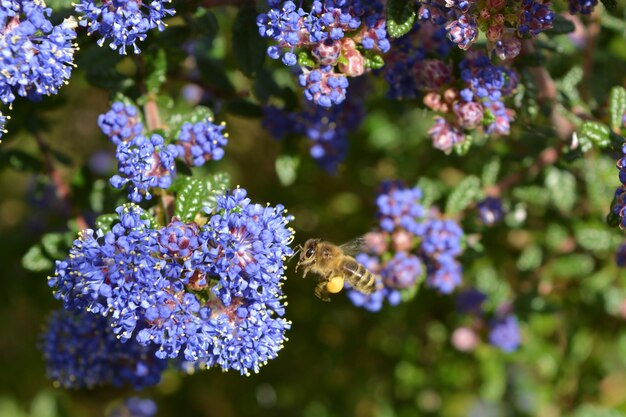 honeybee_collecting_pollen_from_ceanothus_shrub_in