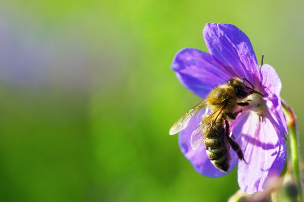 Honeybee collecting pollen from purple wildflower