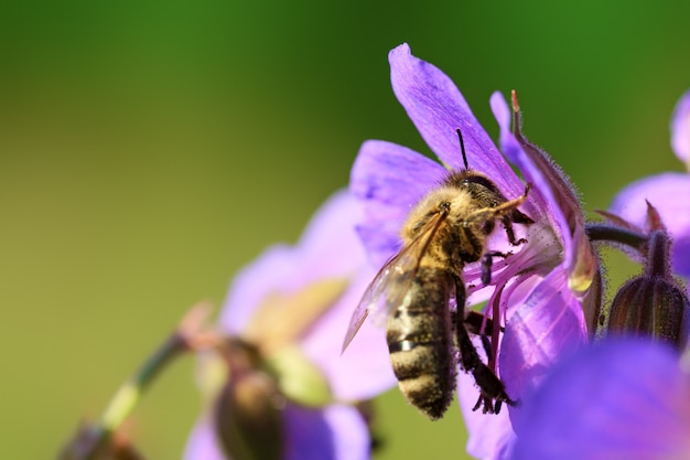 Honeybee collecting pollen from purple wildflower