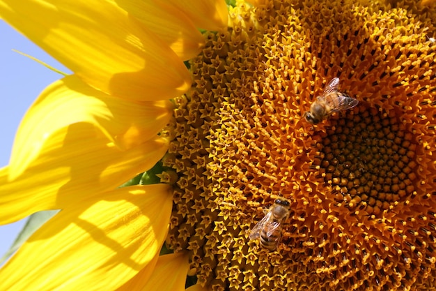 Honeybee collecting pollen from a sunflower