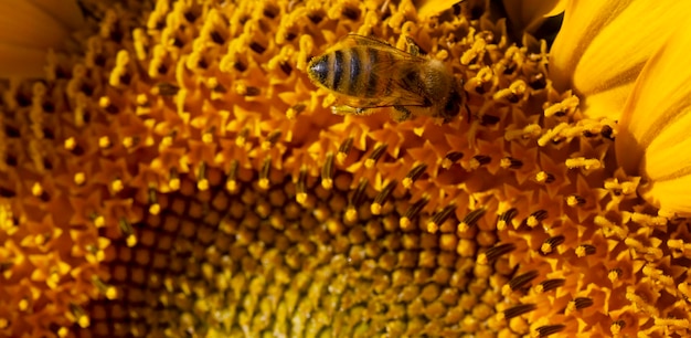 Honeybee collecting pollen from a sunflower