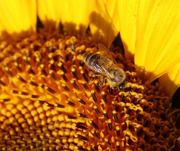 Honeybee collecting pollen from a sunflower